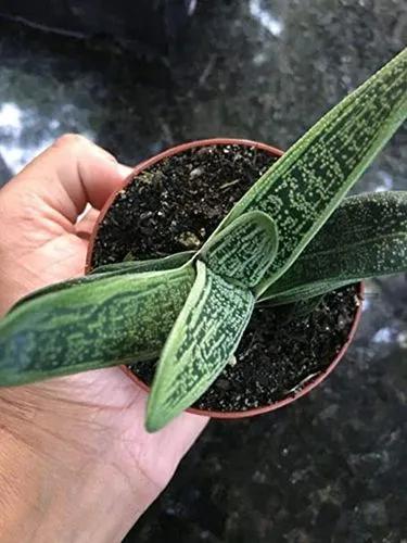 Gasteria Silver Host