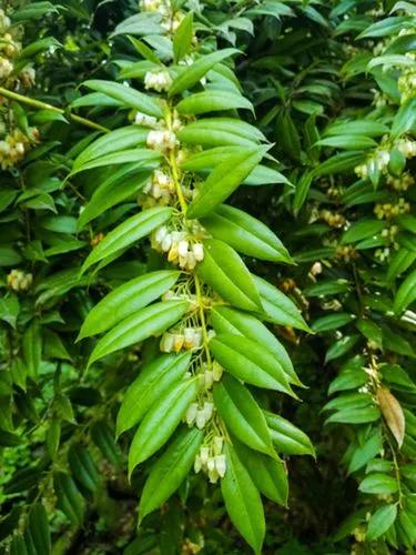 Agarista Populifolia