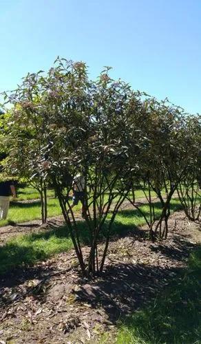 Leatherleaf Viburnum