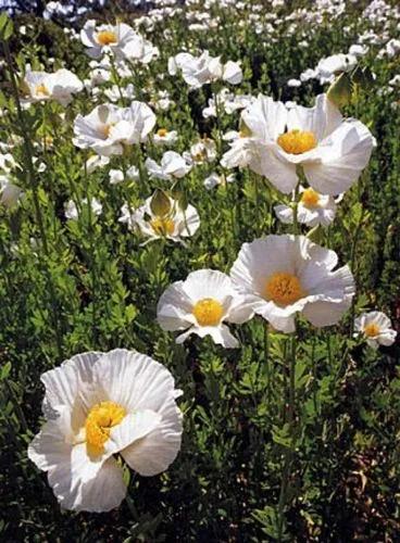 Matilija Poppy