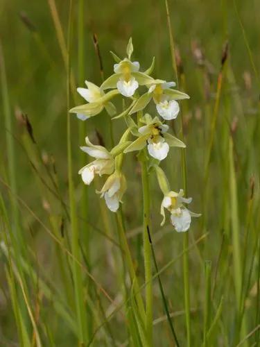Epipactis Palustris