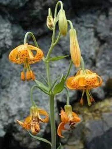 Lilium Columbianum