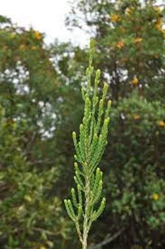 Erica Reunionensis