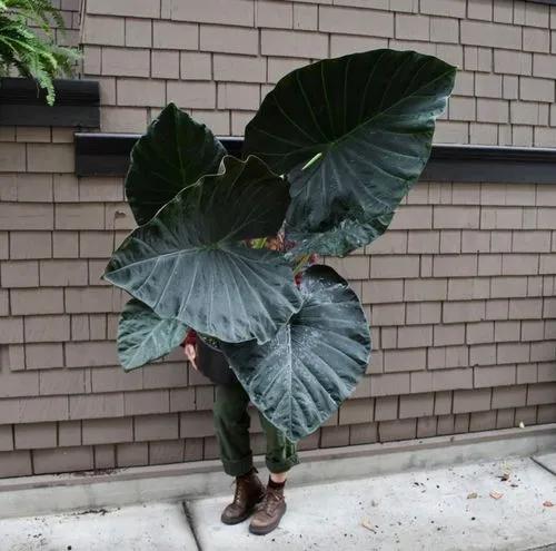 Alocasia Dark Star