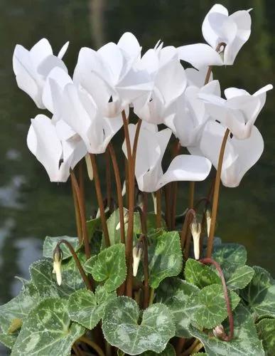 Ivy-leaved Cyclamen