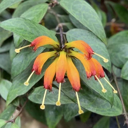 Lipstick Plant 'black Pagoda'