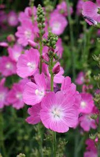 Sidalcea Malviflora