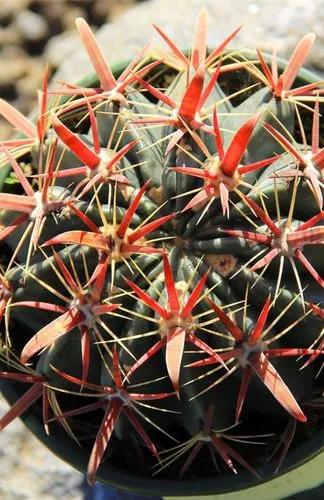 Ferocactus latispinus