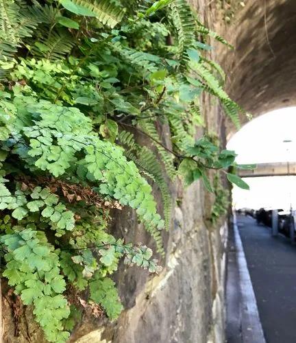 Common Maidenhair Fern