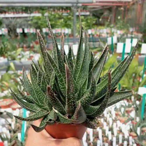 Haworthia Leaved Aloe