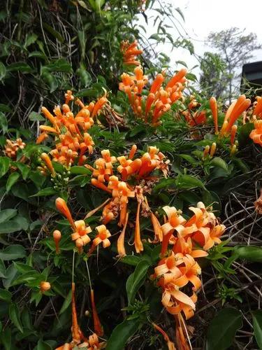 Flame Vine