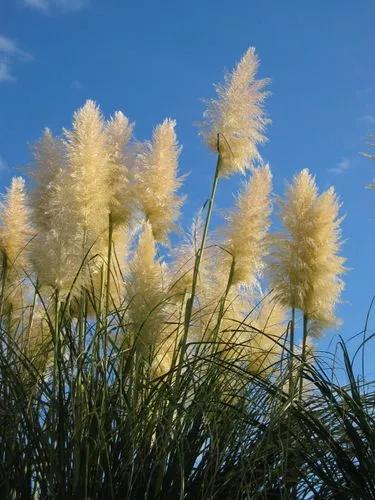 Cortaderia Fulvida