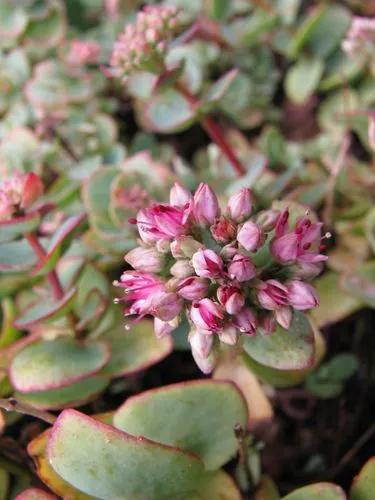 Sedum Cauticola