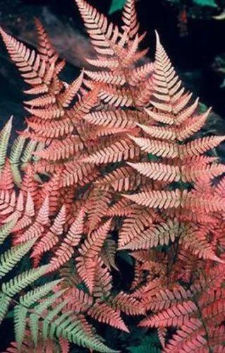 Red Fern