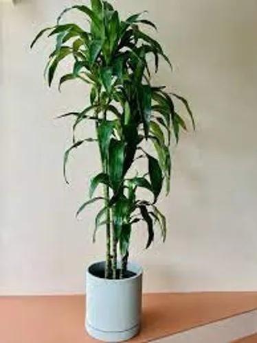 Dracaena Lisa