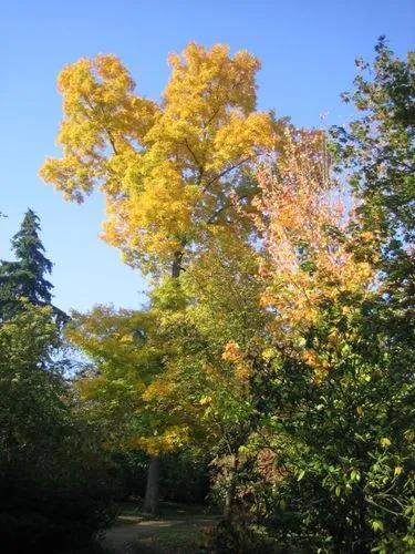 Pignut Hickory