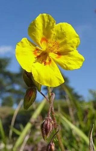 Helianthemum Ledifolium