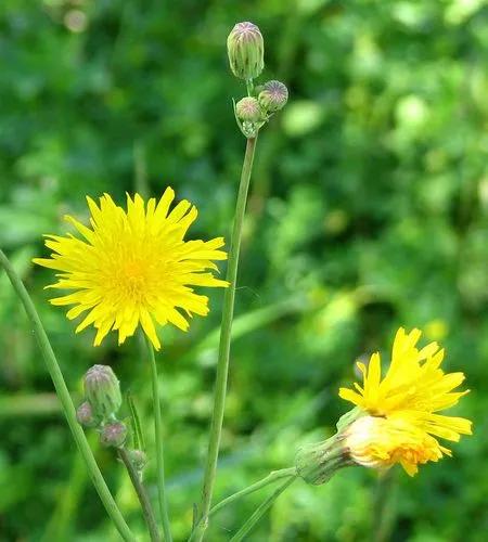 Canada Hawkweed