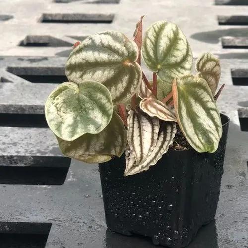 Peperomia turboensis