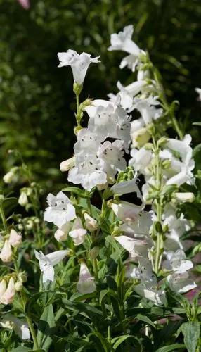 Penstemon Digitalis