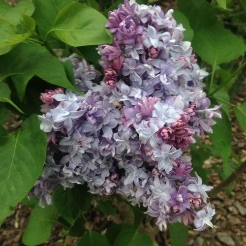 Syringa Vulgaris 'hope'