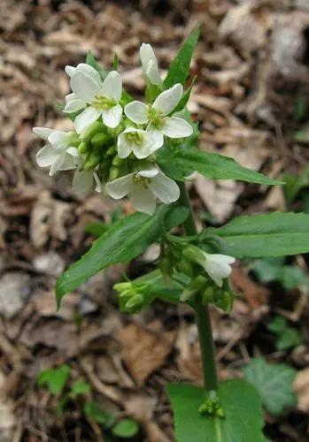 Arabis Turrita