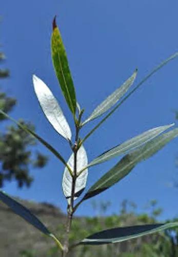 Olea Lancea