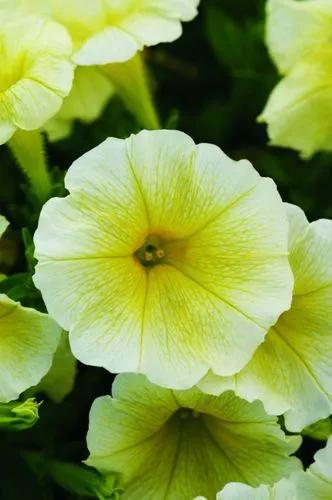 Easy Wave Yellow Petunia