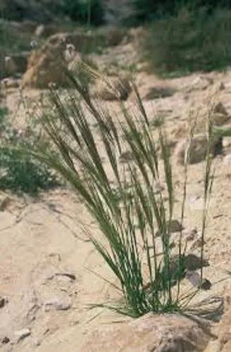 Twisted Feather Grass