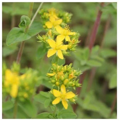 Hairy St. John's-wort