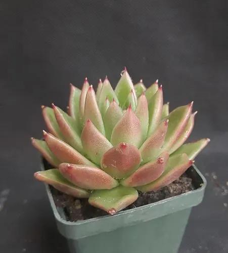 Echeveria agavoides