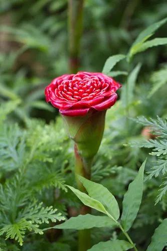Etlingera Corneri