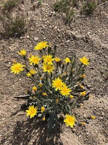 Western Hawksbeard