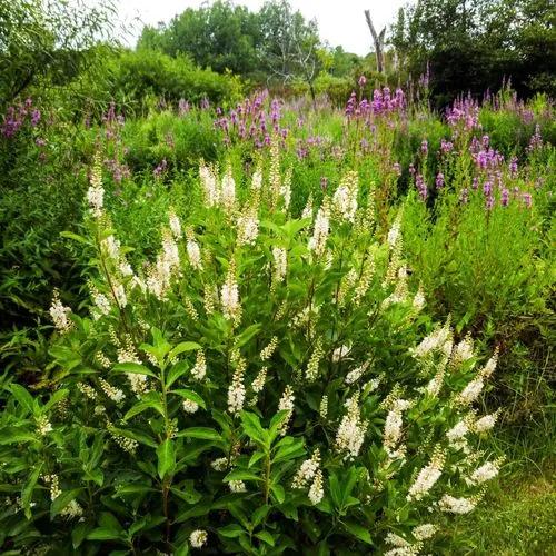 Clethra Lanata