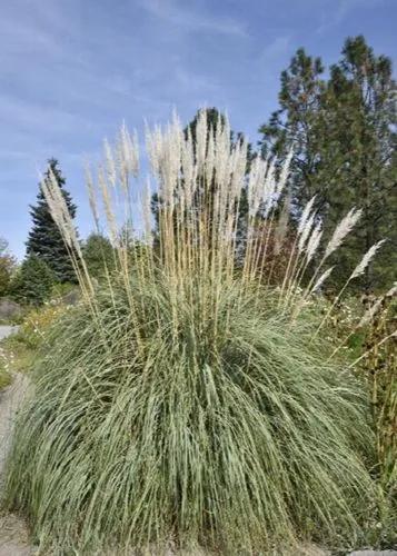 Pampas grass