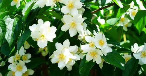 Mock Orange