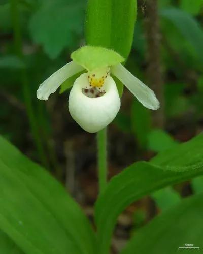 Sparrowegg Lady's Slipper