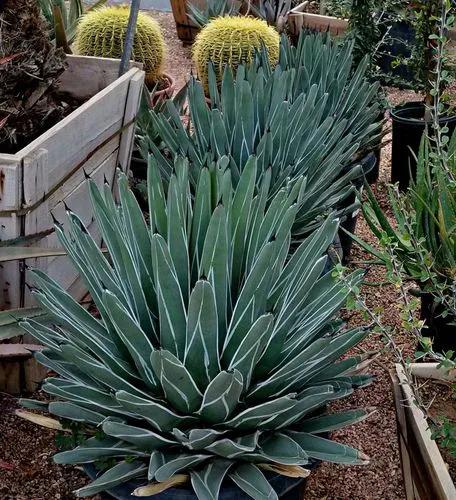King Ferdinand Agave
