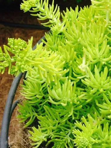 Reflexed Stonecrop 'Angelina'