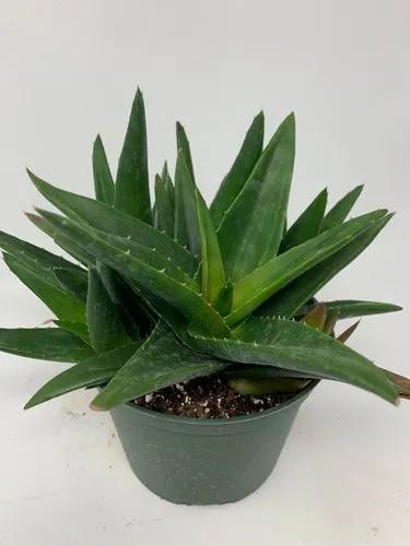 Black Gem Aloe