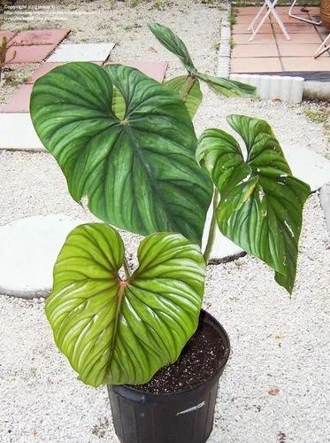 Philodendron Plowmanii