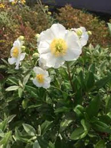 Carpenteria Californica