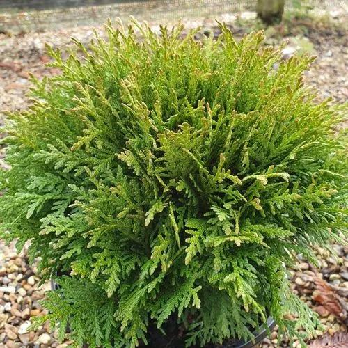 Arborvitae américain