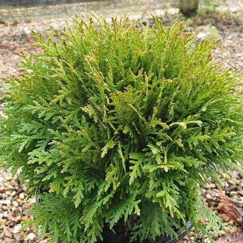 American Arborvitae