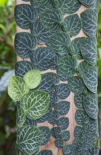 Monstera Dubia