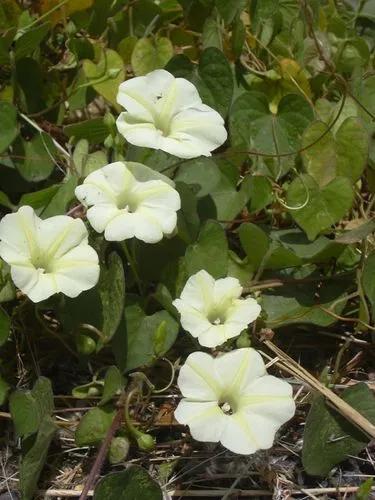 Ipomoea Obscura