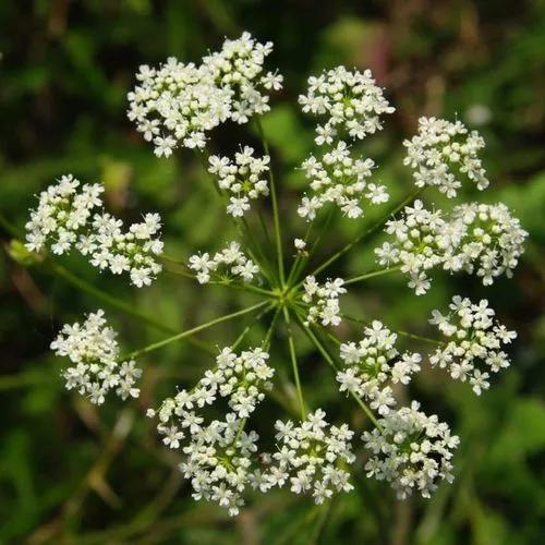 Pimpinella Saxifraga