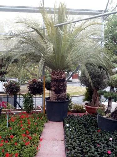 Macrozamia moorei