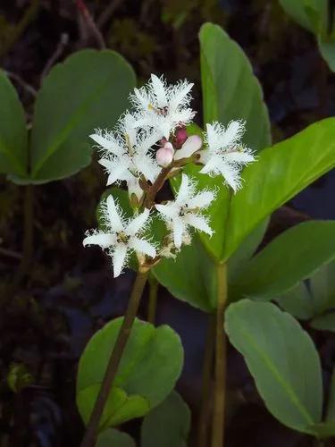 Linum Suffruticosum