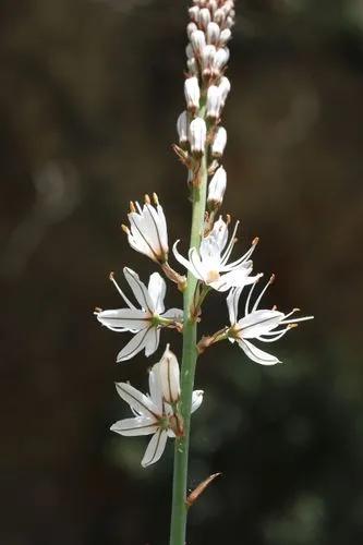 Asphodelus Macrocarpus